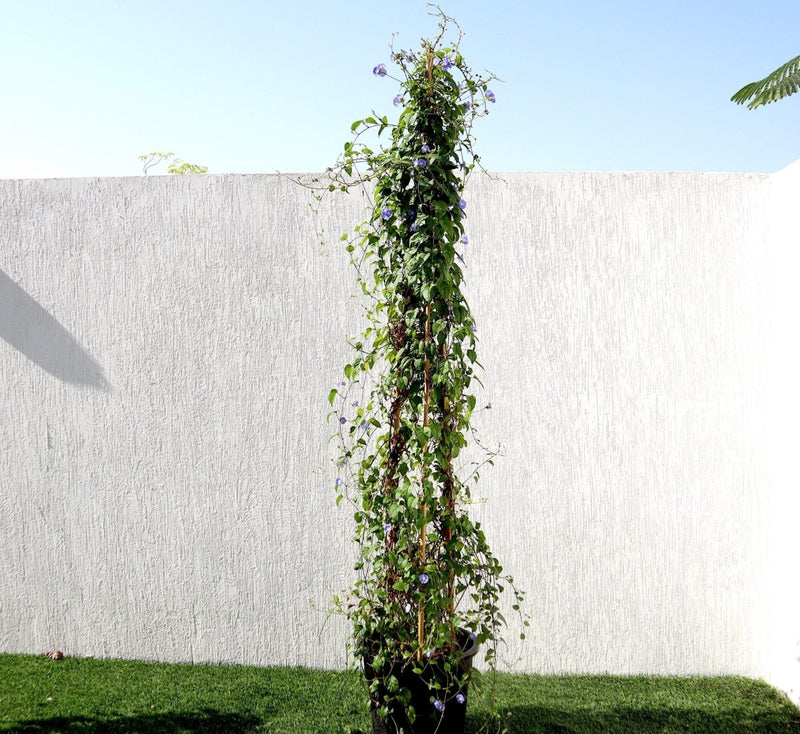 Jacquemontia Pentantha "Sky Blue Cluster Vine" - Greensouq - 