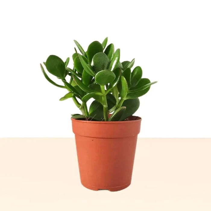 Crassula Ovata (Dollar Plant, Jade Plant, Jade Tree, Money Tree)