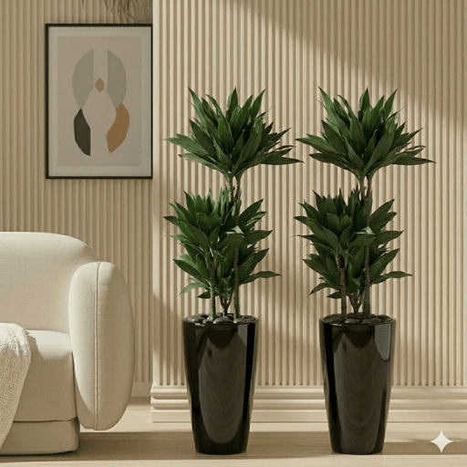 Janet Craig - Dracaena Fragrans Bundle 100 - 120cm in White ceramic pot Small | UAE's Best Plant Sets! - Greensouq - 