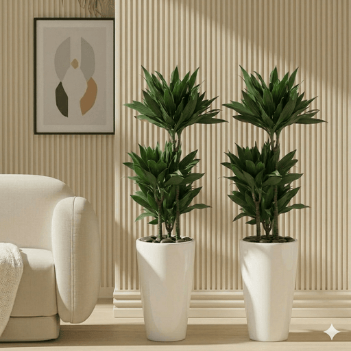 Janet Craig - Dracaena Fragrans Bundle 100 - 120cm in White ceramic pot Small | UAE's Best Plant Sets! - Greensouq - 