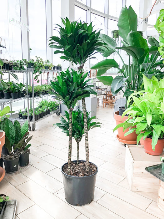 Dracaena fragrans "Janet Craig"