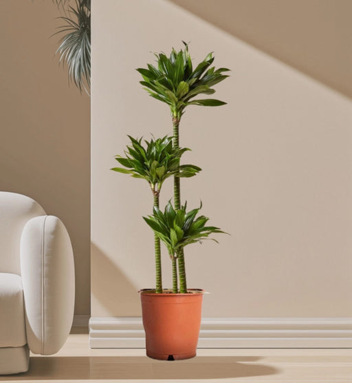 Dracaena Fragrans