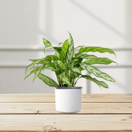 Aglaonema “Silver Queen” Chinese Evergreen Plant
