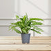 Aglaonema “Silver Queen” Chinese Evergreen Plant