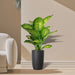 Dieffenbachia Seguine Or Maroba