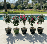Japanese Camellia SP - 60 - 80cm - Greensouq - 