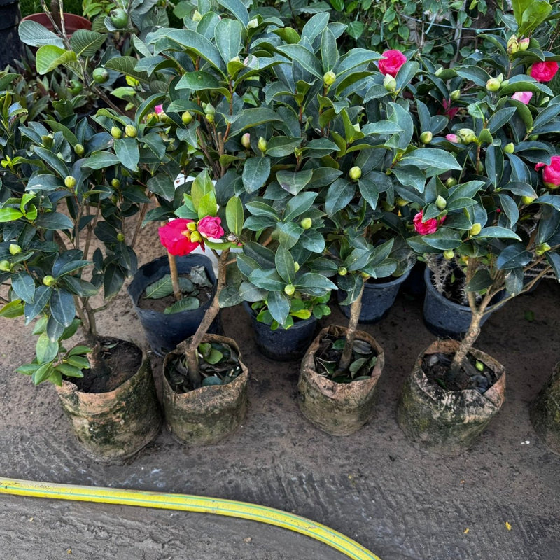 Japanese Camellia SP - 60 - 80cm - Greensouq - 