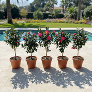 Japanese Camellia SP - 60 - 80cm - Greensouq - 