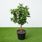 Japanese Camellia SP - 60 - 80cm - Greensouq - 