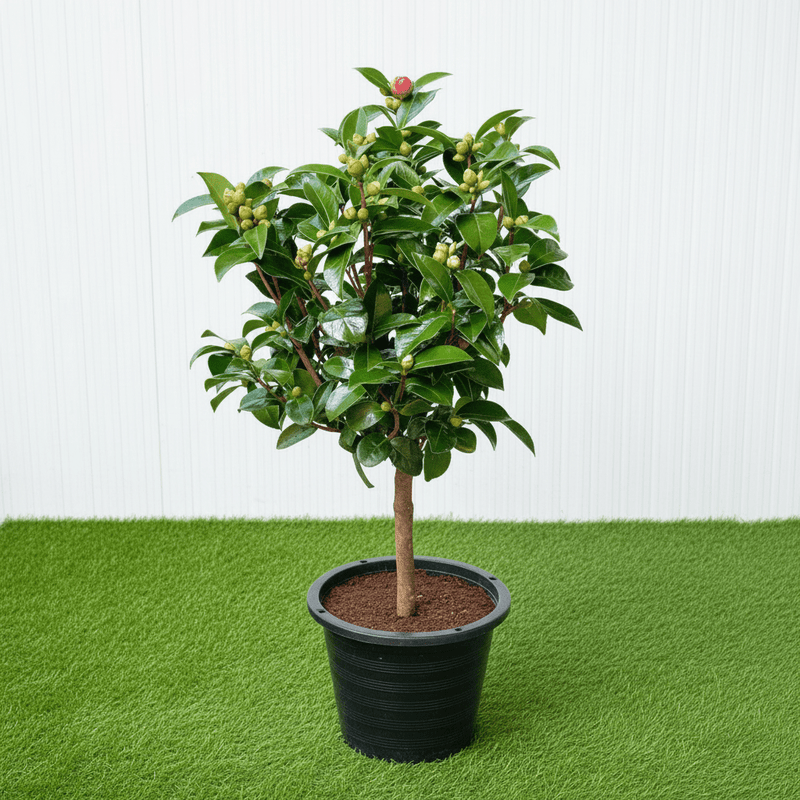 Japanese Camellia SP - 60 - 80cm - Greensouq - 