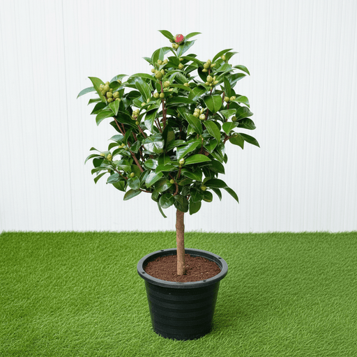 Japanese Camellia SP - 60 - 80cm - Greensouq - 