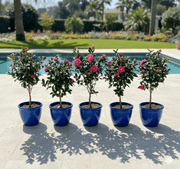 Japanese Camellia SP - 60 - 80cm - Greensouq - 