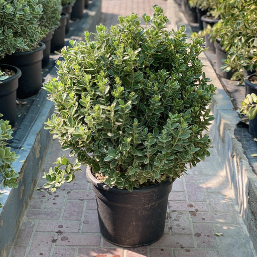 japonica enyoumus