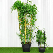 Jasmine Climber - Jasminum Grandiflora | Dubai Gardens Glory! - Greensouq -