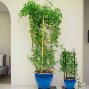 Jasmine Climber - Jasminum Grandiflora | Dubai Gardens Glory! - Greensouq - 