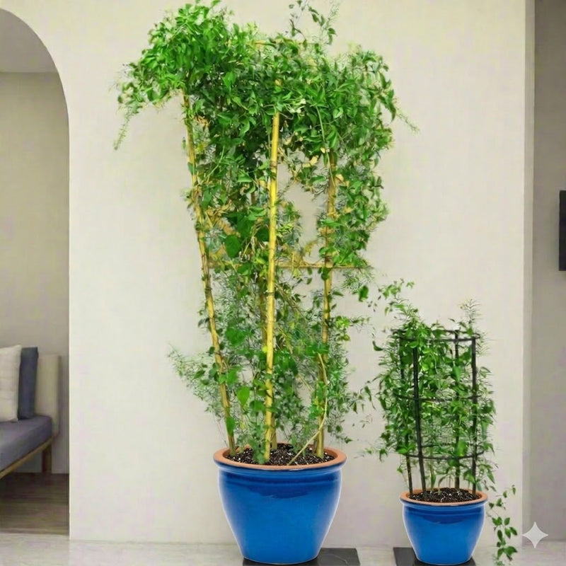 Jasmine Climber - Jasminum Grandiflora | Dubai Gardens Glory! - Greensouq - 