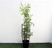 Jasmine "Jasminum Officinale" 0.8 - 1.0m - Greensouq - 