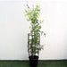 Jasmine "Jasminum Officinale" 0.8 - 1.0m - Greensouq - 