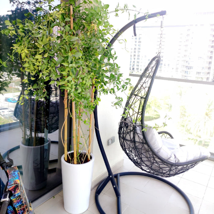 jasminum 1.8m in white ceramic pot