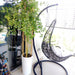 Jasminum Grandiflora Or Jasmine Climber 0.8 - 1.5m - Greensouq - 