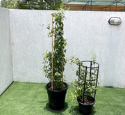 Jasminum Grandiflora Or Jasmine Climber 0.8 - 1.5m - Greensouq - 