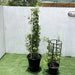 Jasminum Grandiflora Or Jasmine Climber 0.8 - 1.5m - Greensouq - 