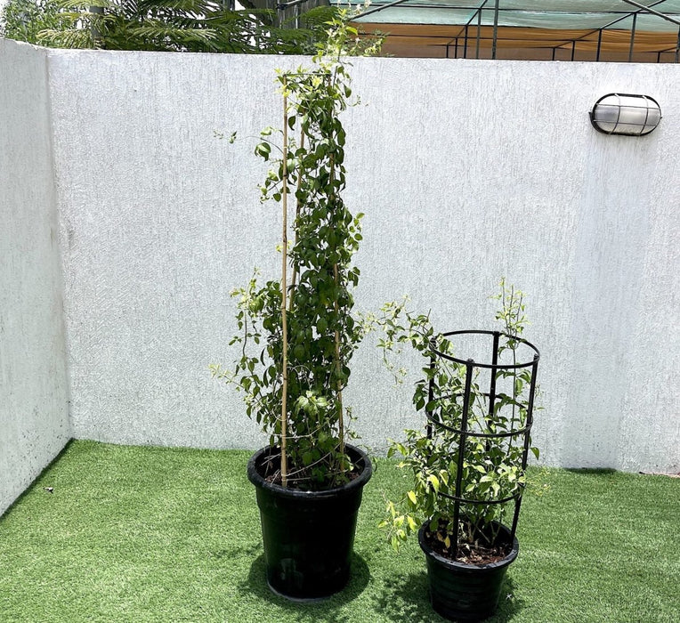 Jasminum Grandiflora Or Jasmine Climber 0.8 - 1.5m - Greensouq - 