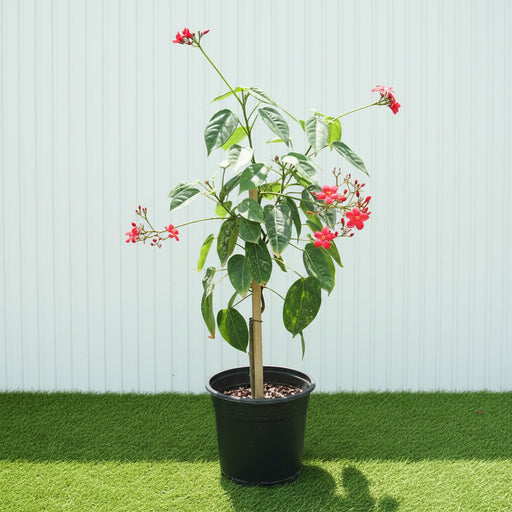 Jatropha Integerrima "peregrina or spicy jatropha" - Greensouq - 
