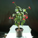 Jatropha Integerrima "peregrina or spicy jatropha" - Greensouq - 