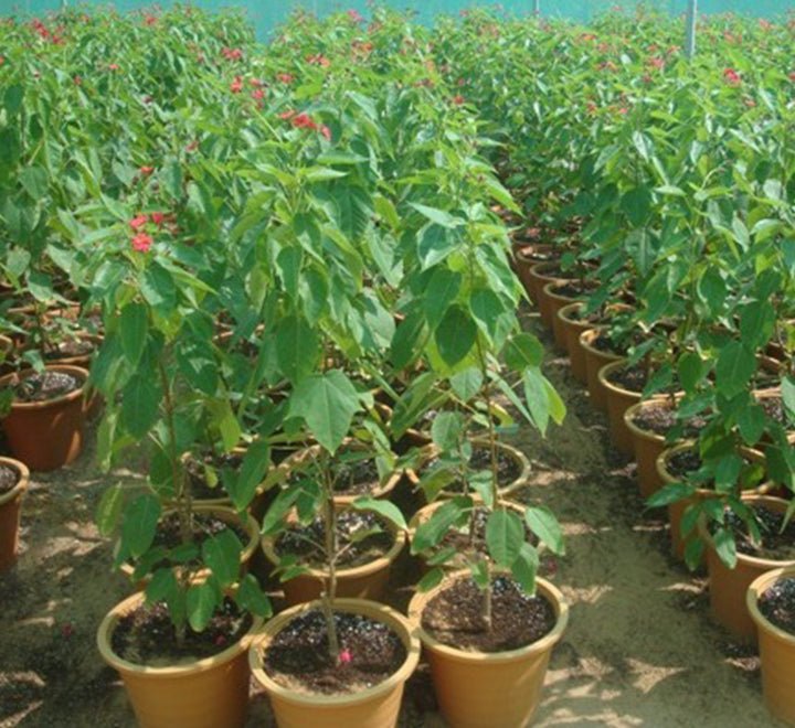 Jatropha Integerrima "peregrina or spicy jatropha" - Greensouq - 