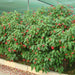 Jatropha Integerrima "peregrina or spicy jatropha" - Greensouq - 