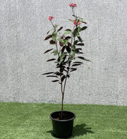 Jatropha pandurifolia Hastata 0.8 - 1.0m - Greensouq - 
