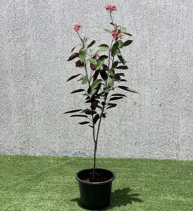 Jatropha pandurifolia Hastata 0.8 - 1.0m - Greensouq - 