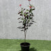 Jatropha pandurifolia Hastata 0.8 - 1.0m - Greensouq - 