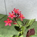 Jatropha pandurifolia Hastata 0.8 - 1.0m - Greensouq - 