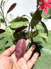 Jatropha pandurifolia Hastata 0.8 - 1.0m - Greensouq - 