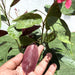 Jatropha pandurifolia Hastata 0.8 - 1.0m - Greensouq - 