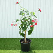 Jatropha Pandurifolia Hastata 0.8 - 1.0m | Dubai Garden Glory! - Greensouq - 
