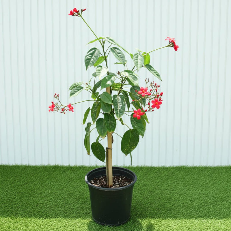 Jatropha Pandurifolia Hastata 0.8 - 1.0m | Dubai Garden Glory! - Greensouq - 