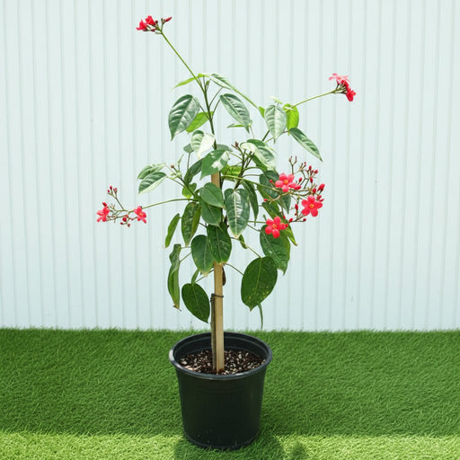 Jatropha Pandurifolia Hastata 0.8 - 1.0m | Dubai Garden Glory! - Greensouq - 