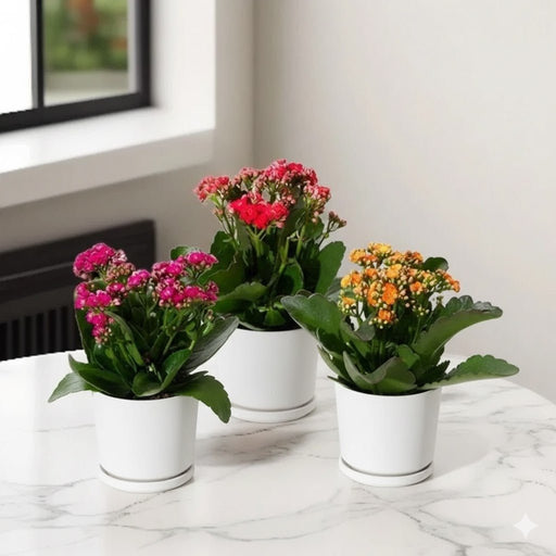 Kalanchoe Blossfeldiana or Flaming Katy - Greensouq - 