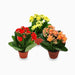 Kalanchoe Blossfeldiana or Flaming Katy - Greensouq - 