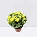 Kalanchoe Blossfeldiana or Flaming Katy - Greensouq - 