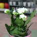 Kalanchoe Blossfeldiana or Flaming Katy - Greensouq - 