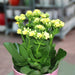 Kalanchoe Blossfeldiana or Flaming Katy - Greensouq - 