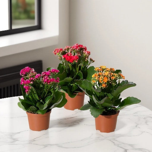 Kalanchoe Blossfeldiana or Flaming Katy - Greensouq - 