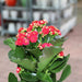 Kalanchoe Blossfeldiana or Flaming Katy - Greensouq - 