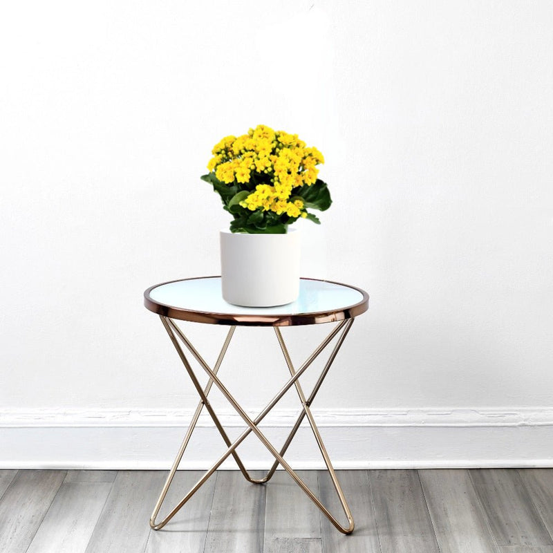 Kalanchoe Blossfeldiana or Flaming Katy - Greensouq - 