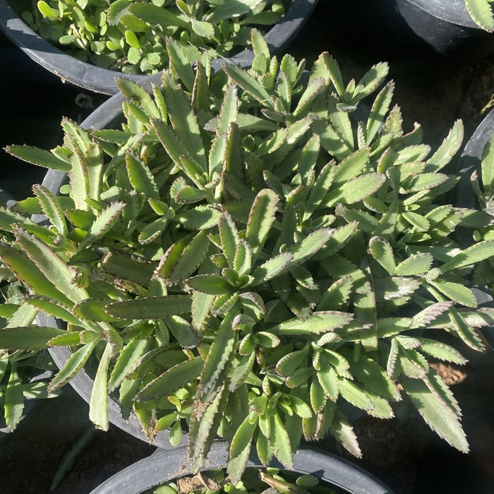 Kalanchoe Houghtonii | Mother of Thousands" or "Devil's Backbone," - Greensouq - 