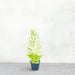 Kalanchoe Houghtonii | Mother of Thousands" or "Devil's Backbone," - Greensouq - 